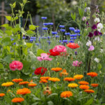 January Gardening: 5 Simple Flowers for Early Spring Blooms